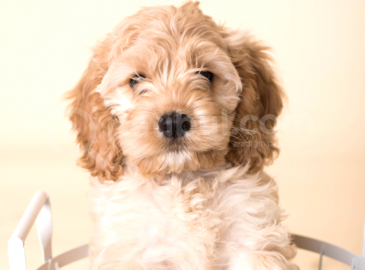 Safkan Cockapoo Bebeklerimiz