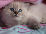 Safkan Anne Baba Şecereli Ragdoll Kedileri