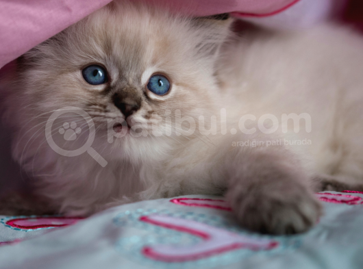 Safkan Anne Baba Şecereli Ragdoll Kedileri