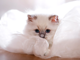 Safkan Anne Baba Şecereli Ragdoll Kedileri