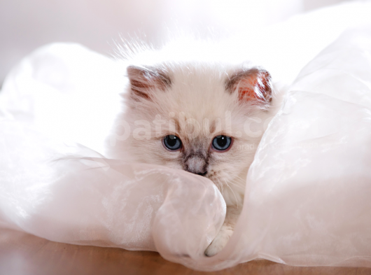 Safkan Anne Baba Şecereli Ragdoll Kedileri görsel
