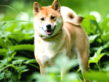 Daha Önce Böyle Bir Güzellik Görmediniz Safkan Shiba Inu