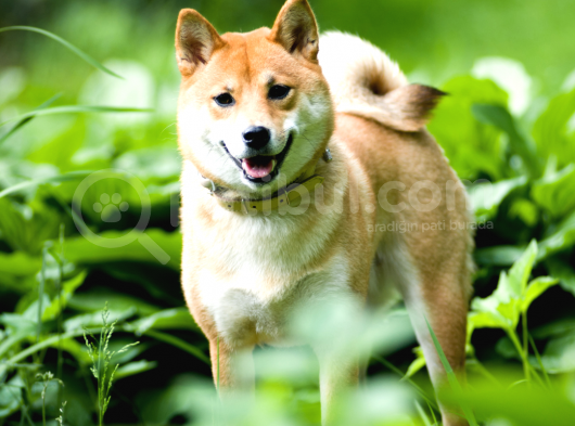 Daha Önce Böyle Bir Güzellik Görmediniz Safkan Shiba Inu
