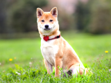 Daha Önce Böyle Bir Güzellik Görmediniz Safkan Shiba Inu