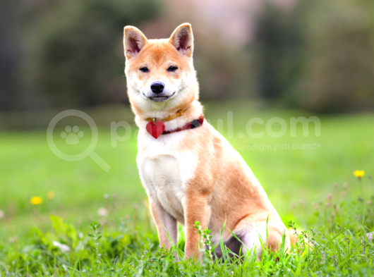 Daha Önce Böyle Bir Güzellik Görmediniz Safkan Shiba Inu görsel
