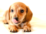 Safkan Dachshund Sosis Köpek Yavrular