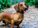 Safkan Dachshund Sosis Köpek Yavrular