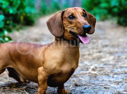 Safkan Dachshund Sosis Köpek Yavrular görsel