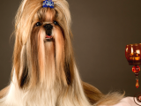 A Kalite Süs Köpeği Yavrularımız Erkek Ve Dişi
