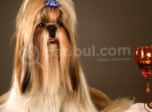A Kalite Süs Köpeği Yavrularımız Erkek ve Dişi