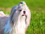 Böyle Bir Güzellik Yok Süs Köpeği Yavrularımız Eşsiz Güzellikte