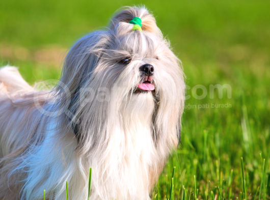 Böyle Bir Güzellik Yok Süs Köpeği Yavrularımız Eşsiz Güzellikte