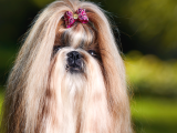 Böyle Bir Güzellik Yok Süs Köpeği Yavrularımız Eşsiz Güzellikte
