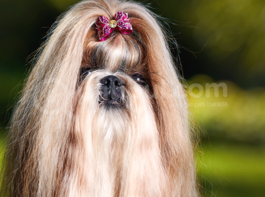 Böyle Bir Güzellik Yok Süs Köpeği Yavrularımız Eşsiz Güzellikte görsel