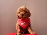 Orjinal Toy Poodle