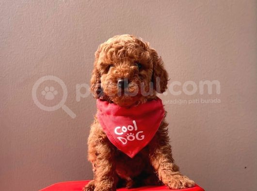 Orjinal Toy Poodle görsel