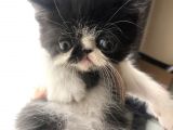 Anne Altından Exotic Shorthair Yavrular