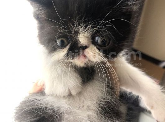 Anne Altından Exotic Shorthair Yavrular görsel