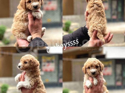 Muhteşem Party Color Maltipoo Yavrularımız görsel