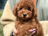 Bebek Surat Toy Poodle Yavrular