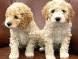 Orjinal Party Color Maltipoo Yavrularımız