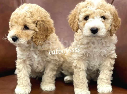 Orjinal Party Color Maltipoo Yavrularımız görsel