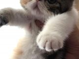 Anne Altından Exotic Shorthair Yavrular