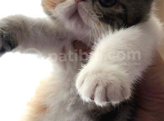 Anne Altından Exotic Shorthair Yavrular görsel