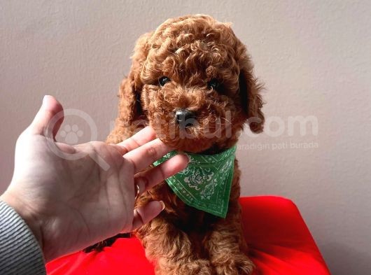 Red Brown Toy Poodle görsel