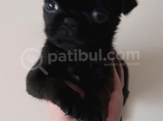 Safkan Pug Mops Yavrular görsel