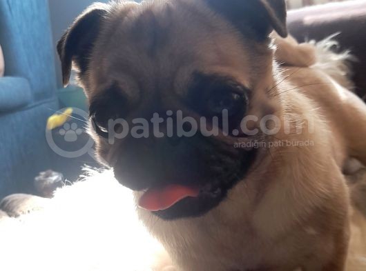 Safkan Pug Mops Yavrular görsel