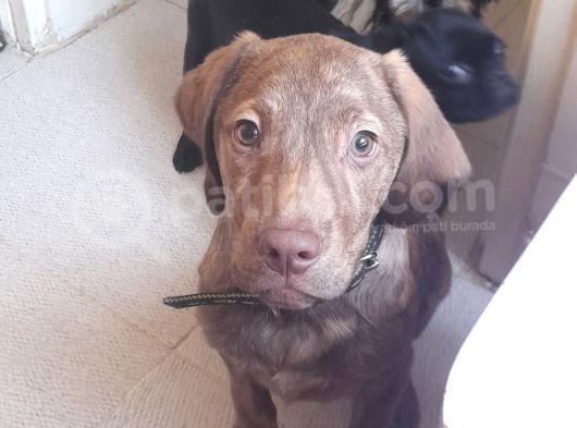 Harika Labrador Yavrular görsel