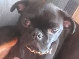 Safkan Pug Mops Yavrular