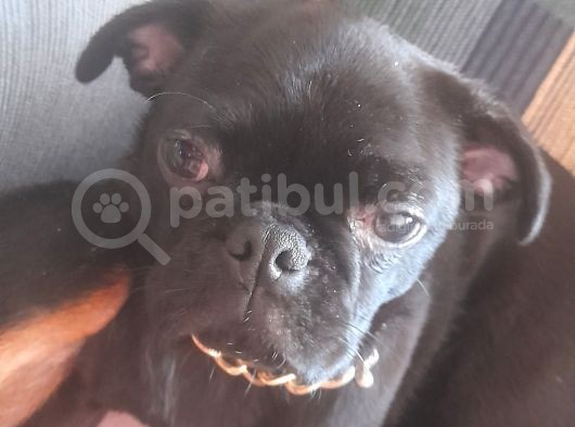 Safkan Pug Mops Yavrular görsel
