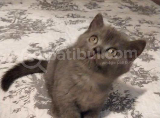 Selam 7 Ekim Doğumlular  Evimizin Kedileri  görsel