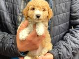 Muhteşem Party Color Maltipoo Yavrularımız