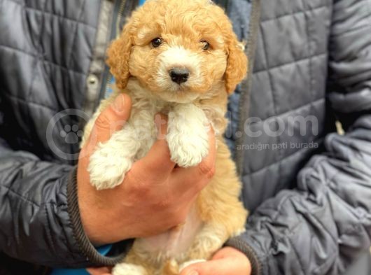 Muhteşem Party Color Maltipoo Yavrularımız görsel
