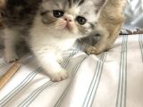 Anne Altından Exotic Shorthair Yavrular