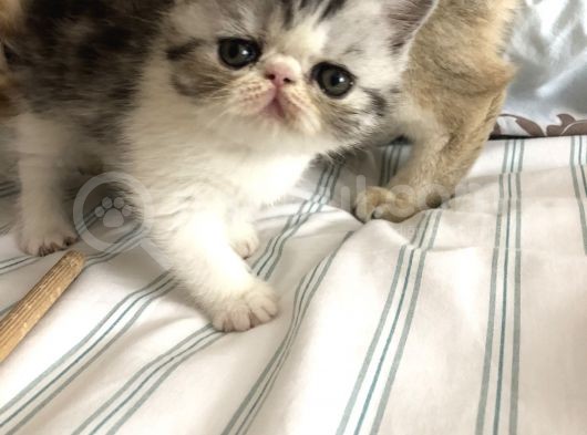 Anne Altından Exotic Shorthair Yavrular görsel