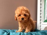 Orjinal Toy Poodle