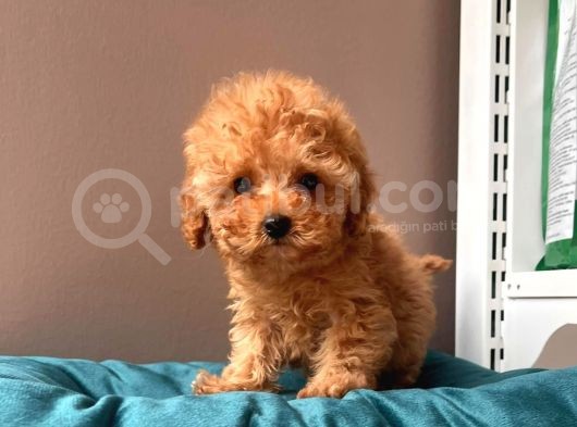 Orjinal Toy Poodle görsel