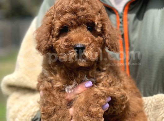 Bebek Surat Toy Poodle Yavrular görsel
