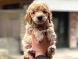 Muhteşem Party Color Maltipoo Yavrularımız