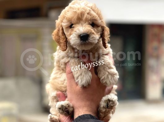 Muhteşem Party Color Maltipoo Yavrularımız