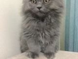 11 Aylık British Longhair Oğlumuz