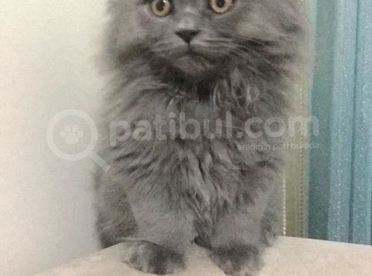 11 Aylık British Longhair Oğlumuz görsel