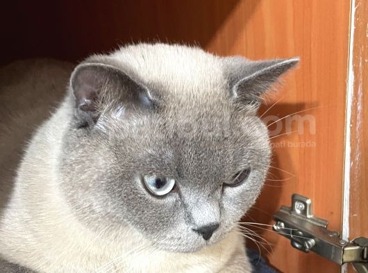 Kısırlaştırılmış Oğlumuza Yeni Yuva Arıyorum görsel