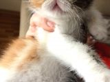 Anne Altından Exotic Shorthair Yavrular