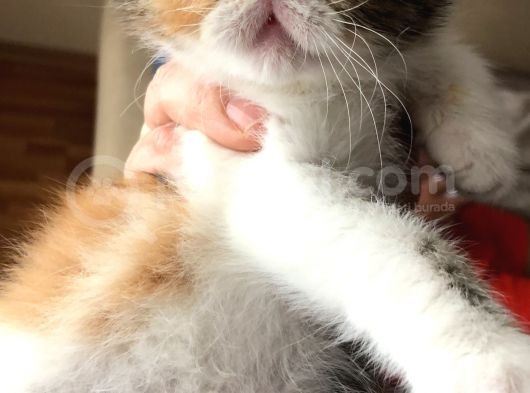 Anne Altından Exotic Shorthair Yavrular görsel