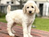 Standart Boy Irk Garantili Poodle Yavrular
